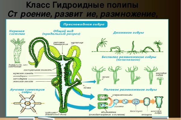 Купон кракен даркнет